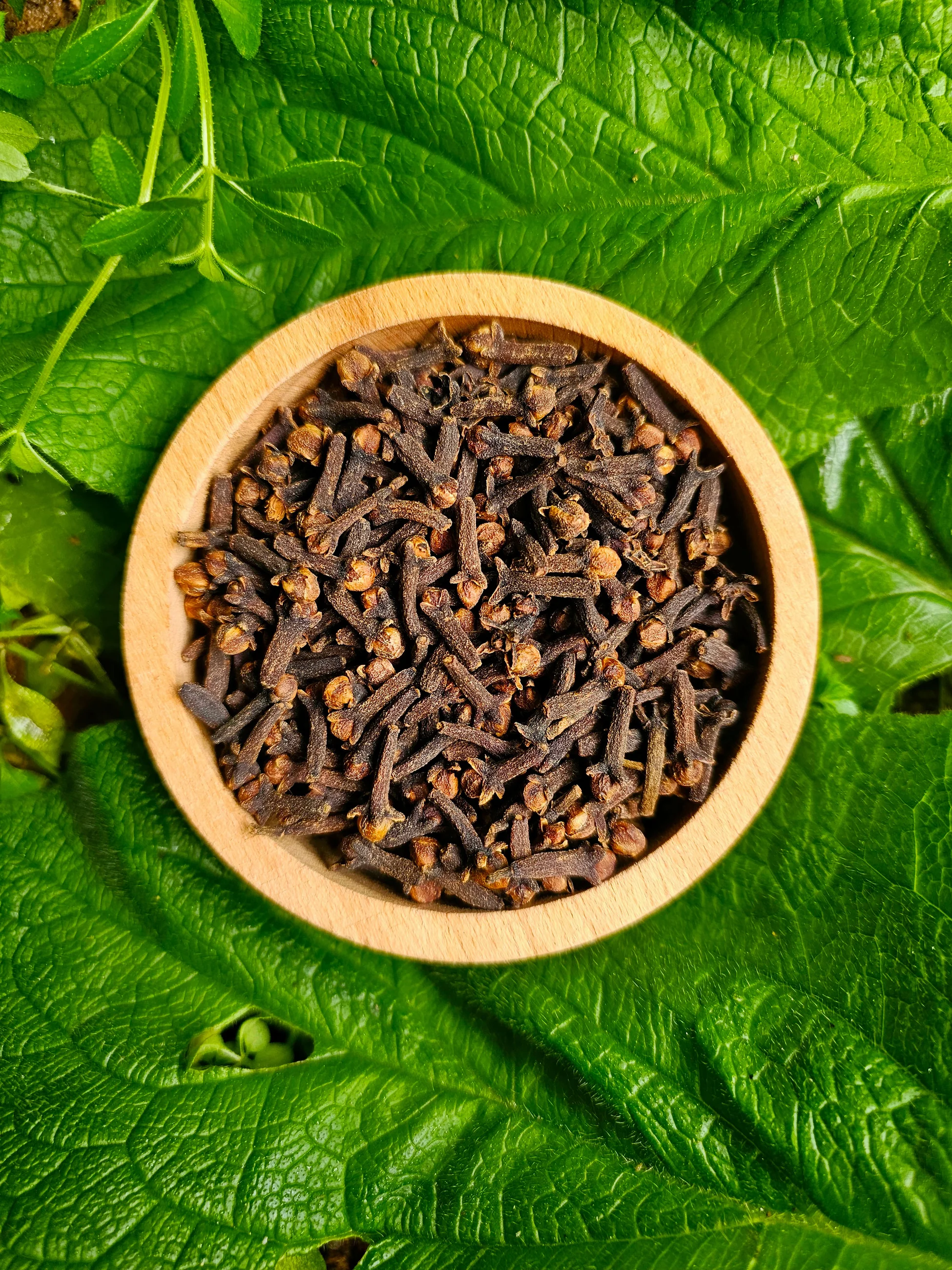 Penang Orijin Karanfil